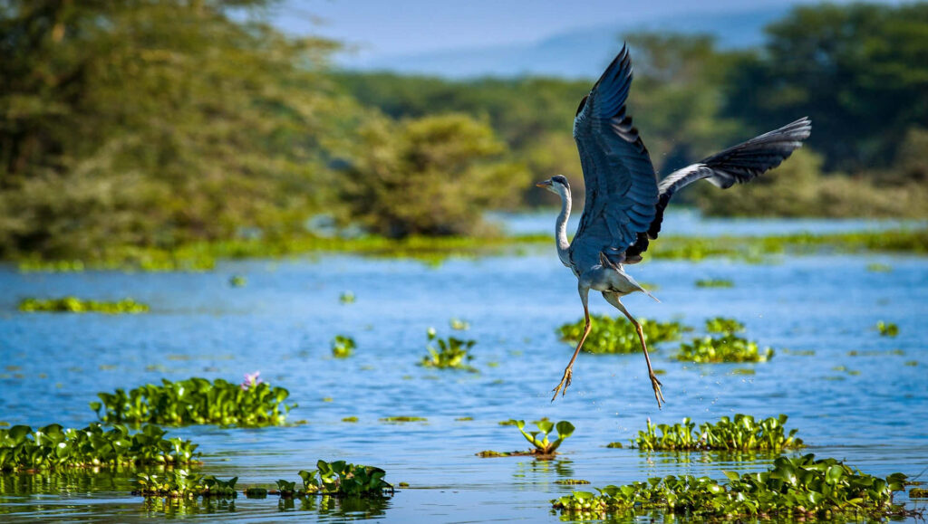 Tranquil Crane in Flight Over Serene Water and Lush Green Hills Wallpaper