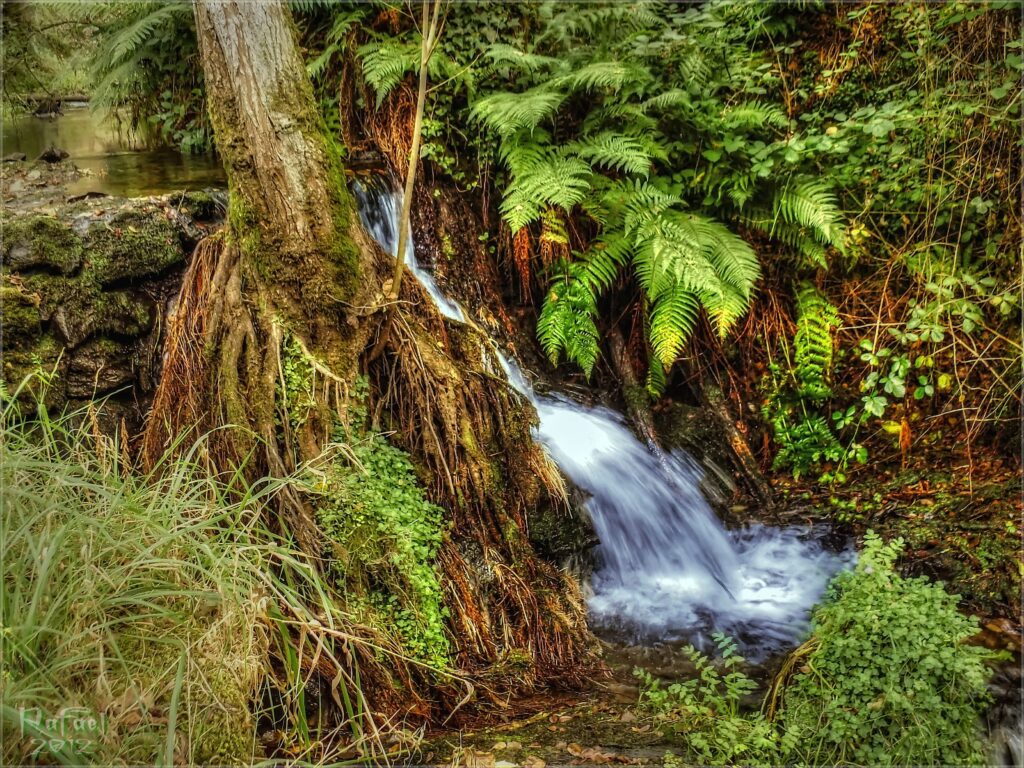 Tranquil creek flowing over mossy rocks beneath green ferns and tall trees in lush forest Wallpaper