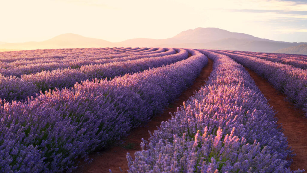 Tranquil Dawn in the Lavender Fields: A Breathtaking Wallpaper