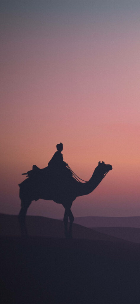 Silhouetted camel with rider against serene purple and pink gradient desert dusk wallpaper background