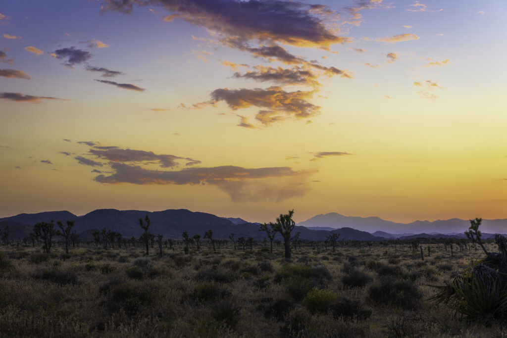Sunset over peaceful desert valley with unique trees and rugged mountains in warm hues Wallpaper