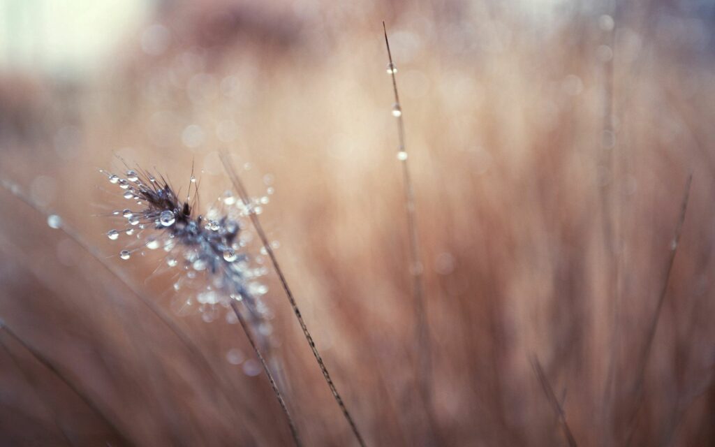 Serene Dewdrop Grass Wallpaper for a Tranquil Minimalistic Background