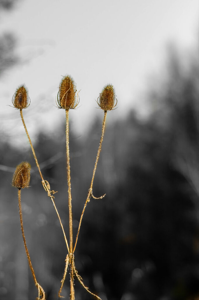 Dramatic Dipsacus Flowers Wallpaper: Artful Blurred Background