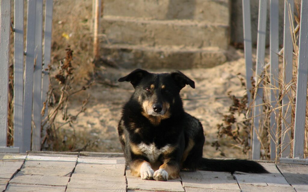 Tranquil Dog on Rustic Wooden Pathway: Nature's Serene Background Wallpaper