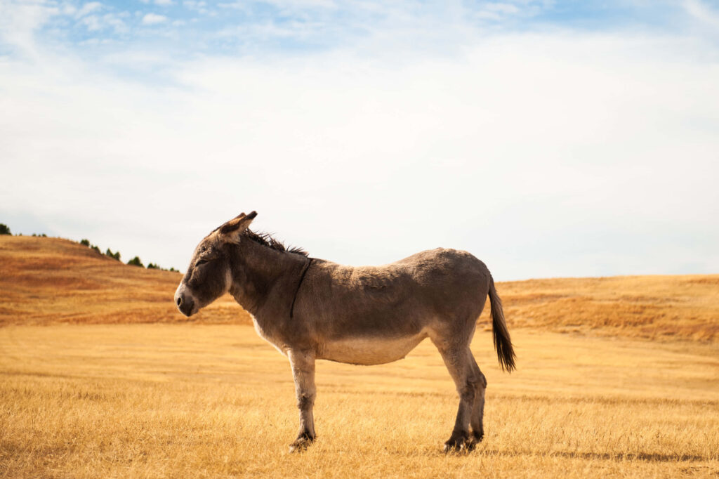 Solitary donkey in golden field under bright blue sky serene rural landscape wallpaper background