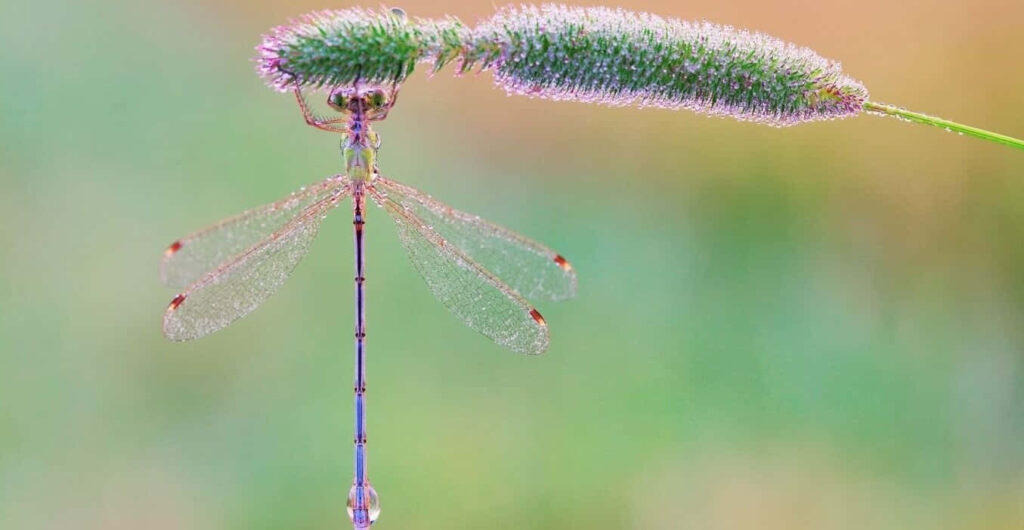 Tranquil Dragonfly Wallpaper: Serene Nature Background Design