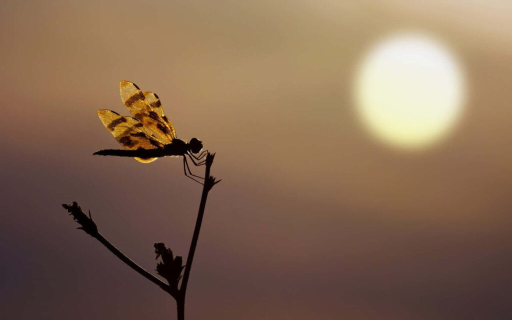 Tranquil Dragonfly Wallpaper: Serene Sunset Background