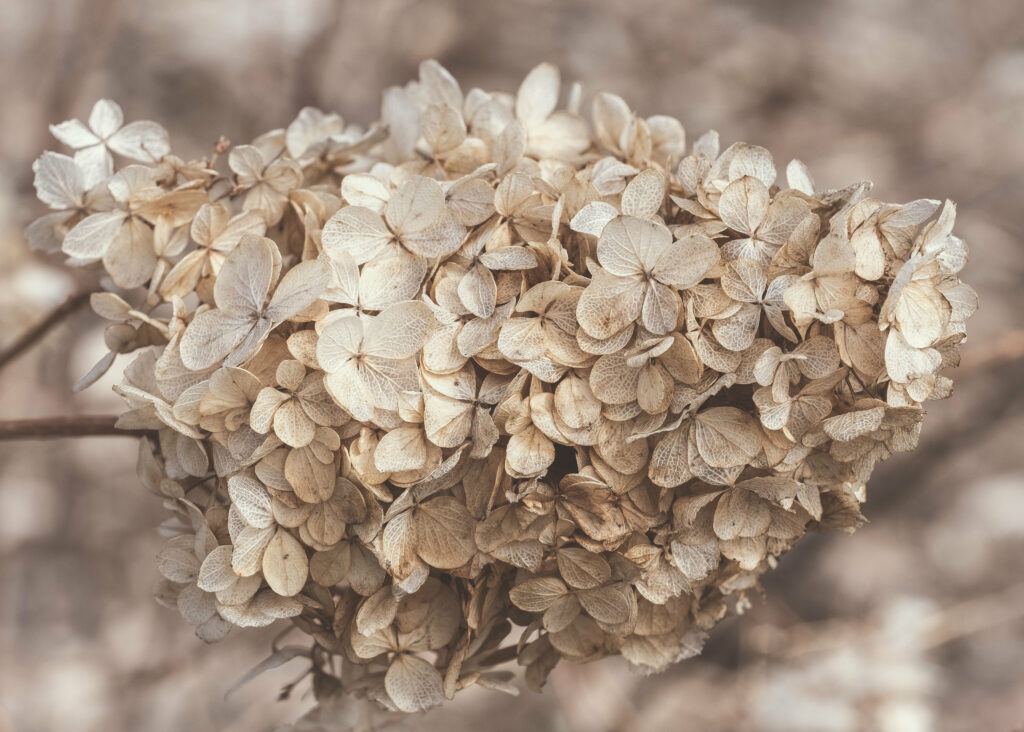 Tranquil Dried Hydrangea Wallpaper: Rustic Brown Floral Background