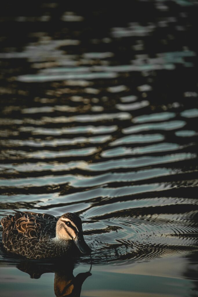 Serene Duck Reflection Wallpaper: Tranquil Water Scene Background