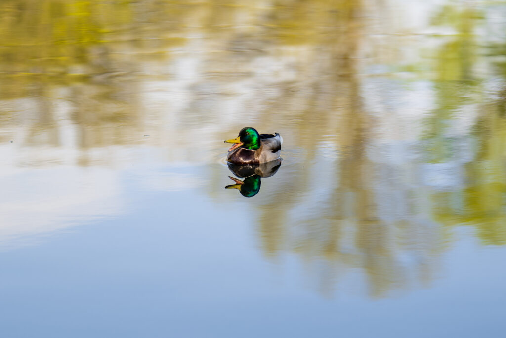 Tranquil Duck Wallpaper: Serene Pond Reflection Background