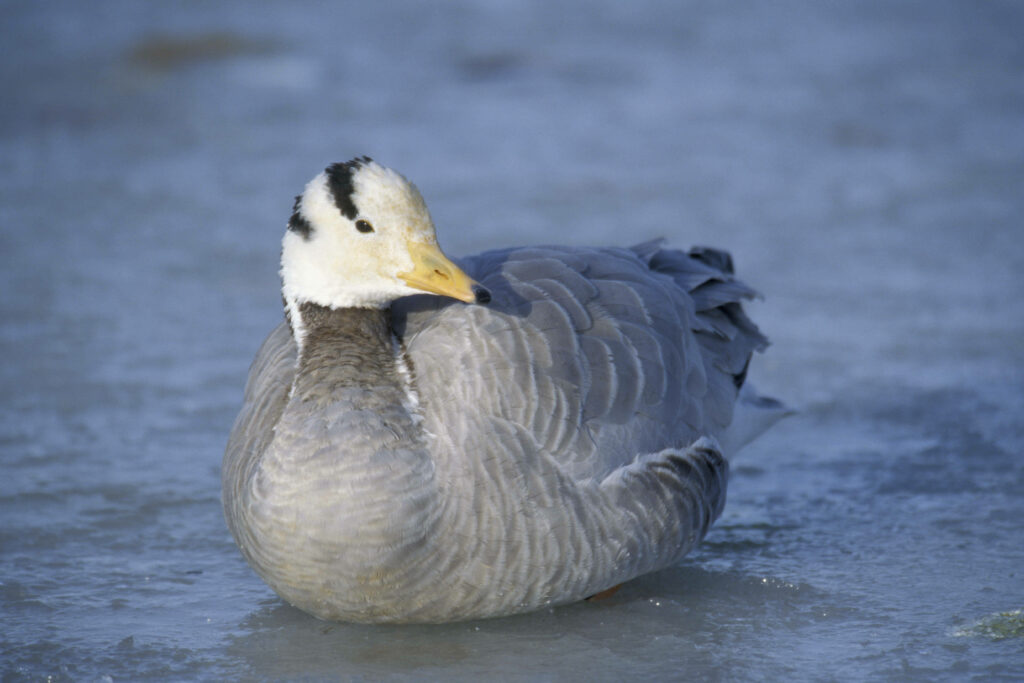 Tranquil Duck Wallpaper: Serene Gray Feathers on Icy Surface