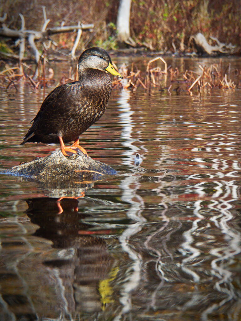 Serene Duck Wallpaper: Tranquil Pond Reflection Background