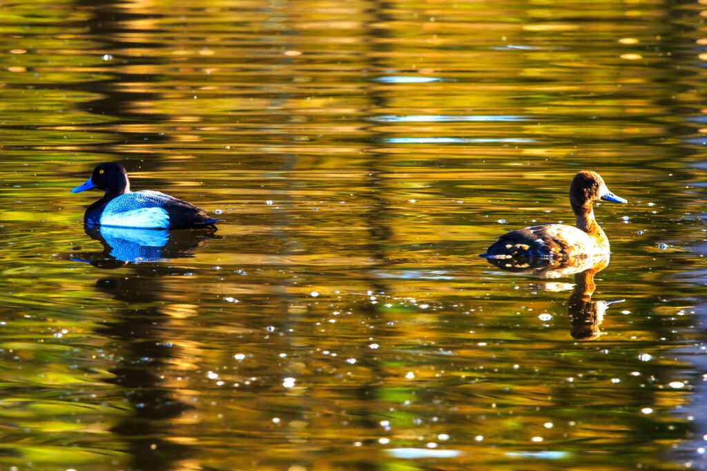 Tranquil Ducks Gliding Over Golden Lake - Serene Wallpaper