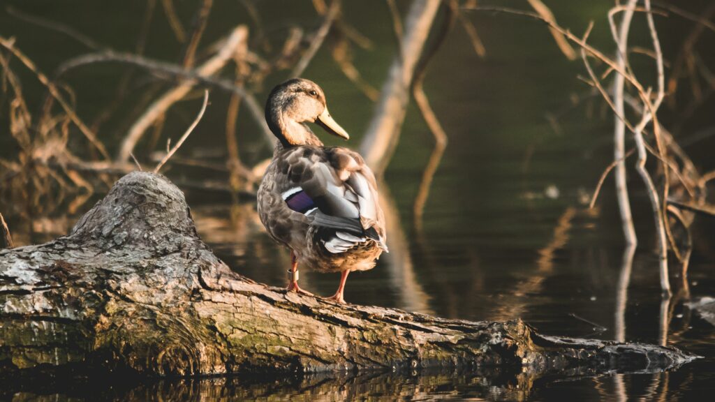 Tranquil Duck on Log Wallpaper - Serene Water's Edge Scene