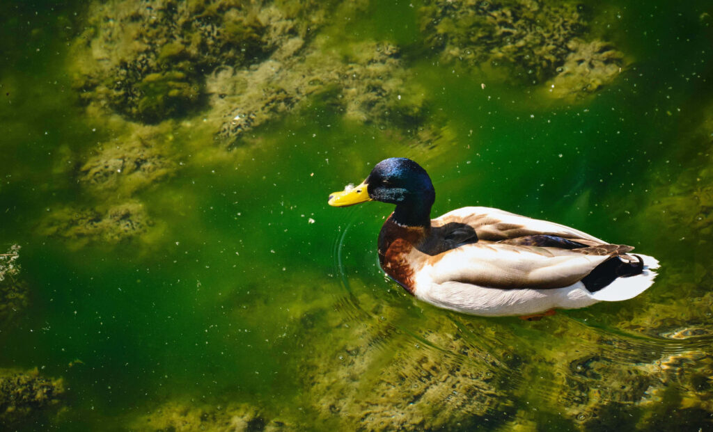 Tranquil Duck Gliding on Lush Green Pond – Nature's Serenity Wallpaper