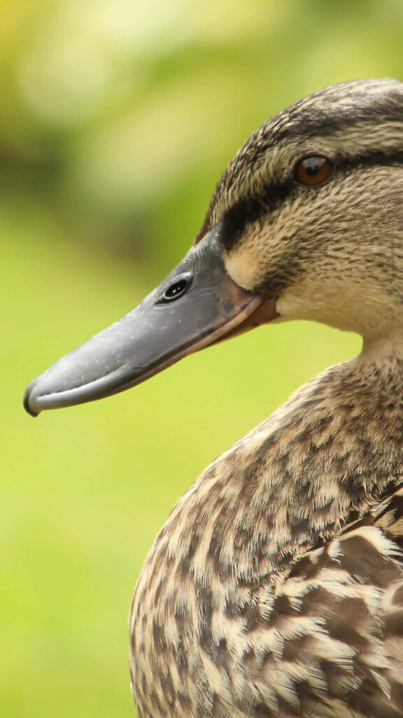 Serene Duckling Exploration: Tranquil Lake Wallpaper Background