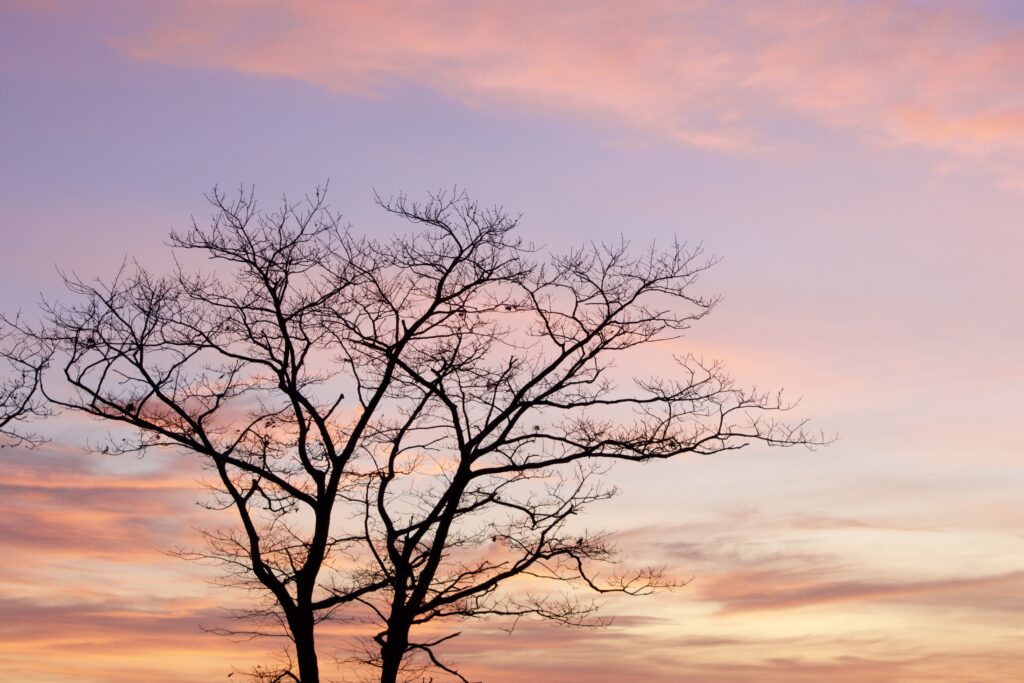 Leafless tree silhouette at dusk with pastel pink orange lavender clouds peaceful wallpaper