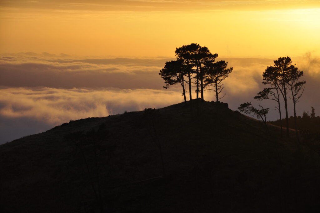 Serene dusk wallpaper with dark tree silhouettes on hill against golden clouds and soft sky