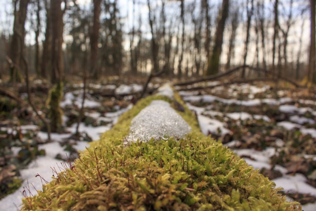 Early spring forest with mossy log melting snow fresh green grass and soft filtered light wallpaper