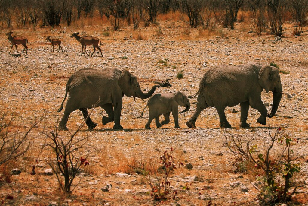 Tranquil Elephant Family Walking in Sandy Rocky Landscape Wallpaper