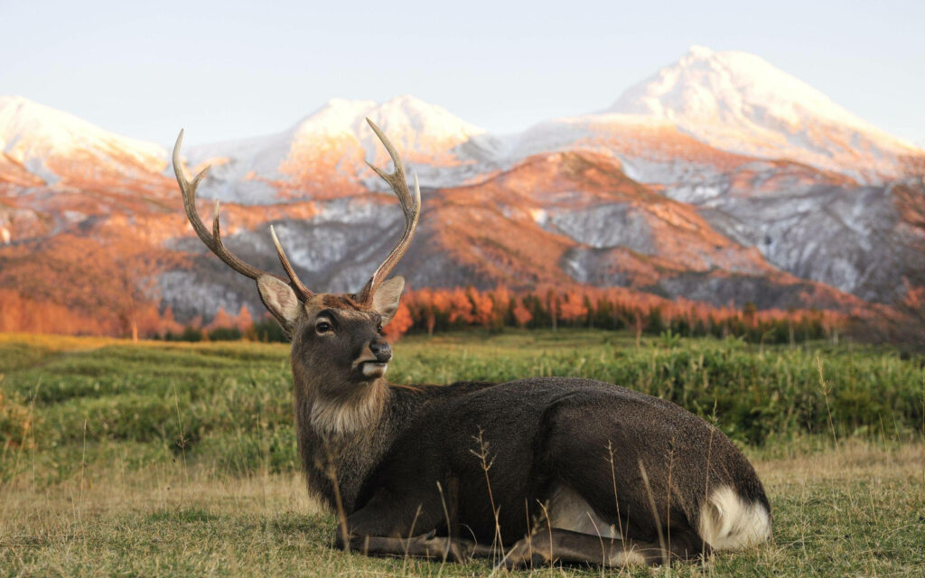 Tranquil Elk in Lush Meadow with Snow-Capped Mountains Wallpaper