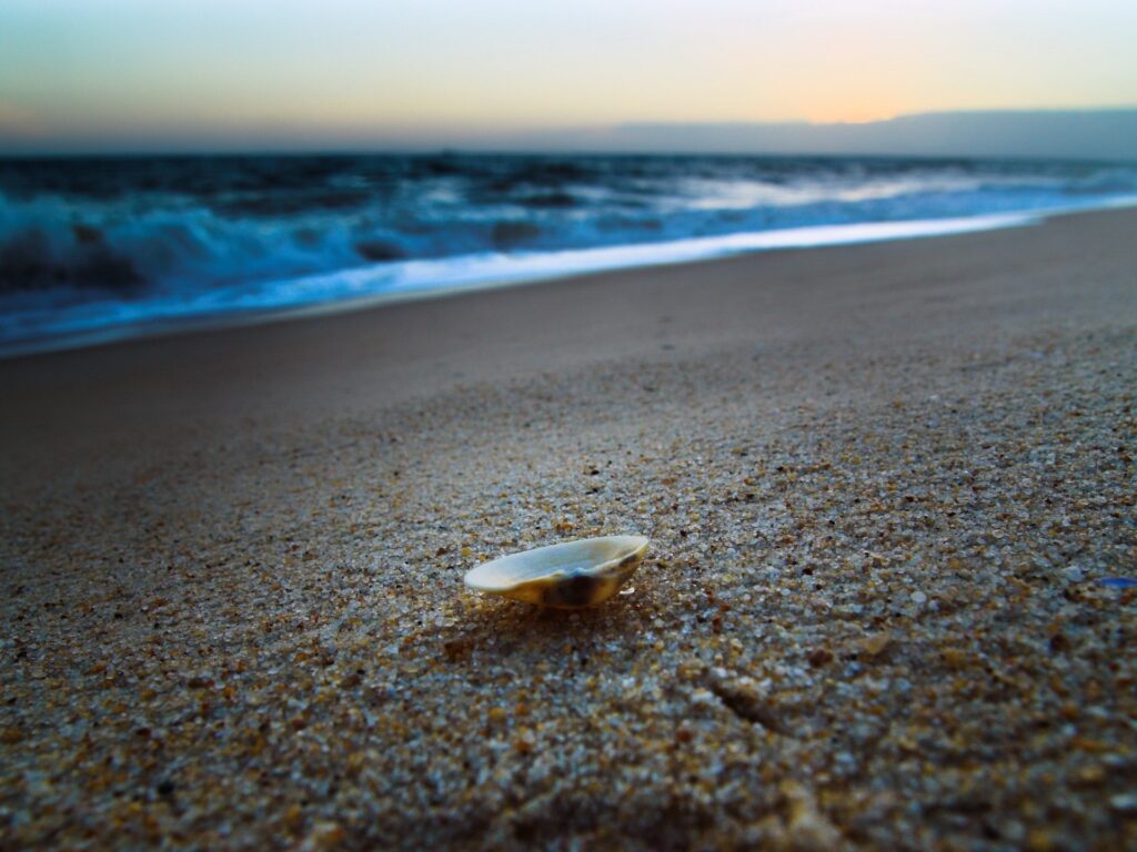 Cockleshell on golden sand at tranquil beach during soft evening light with gentle waves Wallpaper
