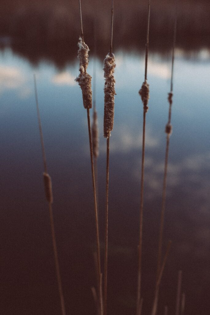 Silhouetted reeds at dusk reflected in calm water peaceful natural evening wallpaper background