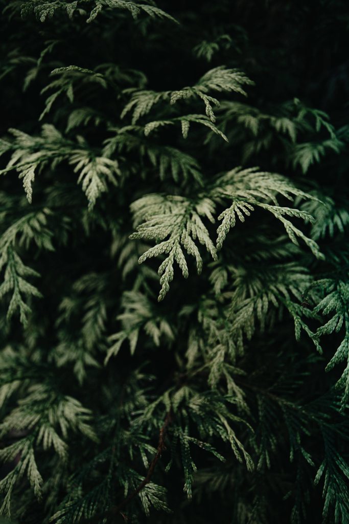 Close-up of rich evergreen conifer foliage with deep green tones and soft natural lighting Wallpaper