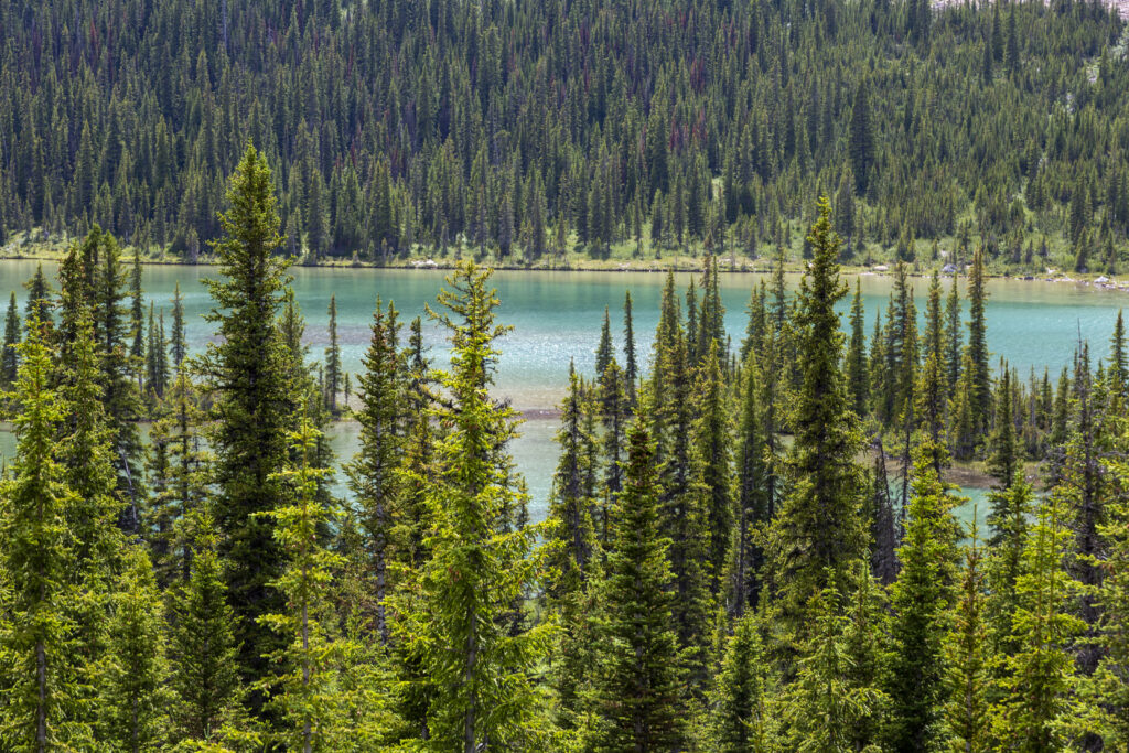 Aerial view of dense evergreen forest beside a calm turquoise river vibrant natural landscape wallpaper