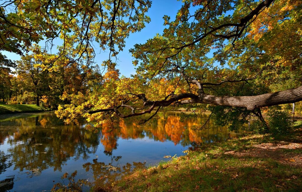 Peaceful autumn landscape wallpaper with colorful fall trees reflected in calm pond under blue sky