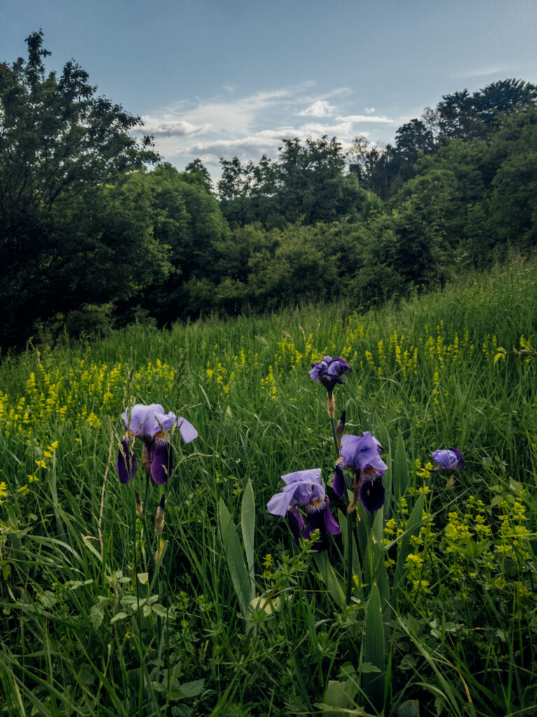 Tranquil Field Wallpaper: Blooming Purple Irises & Lush Green Grass
