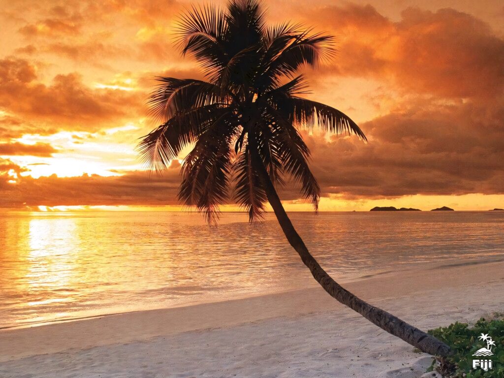 Lone palm tree leaning over tranquil Fiji beach at sunset with golden sky and calm ocean waters Wallpaper