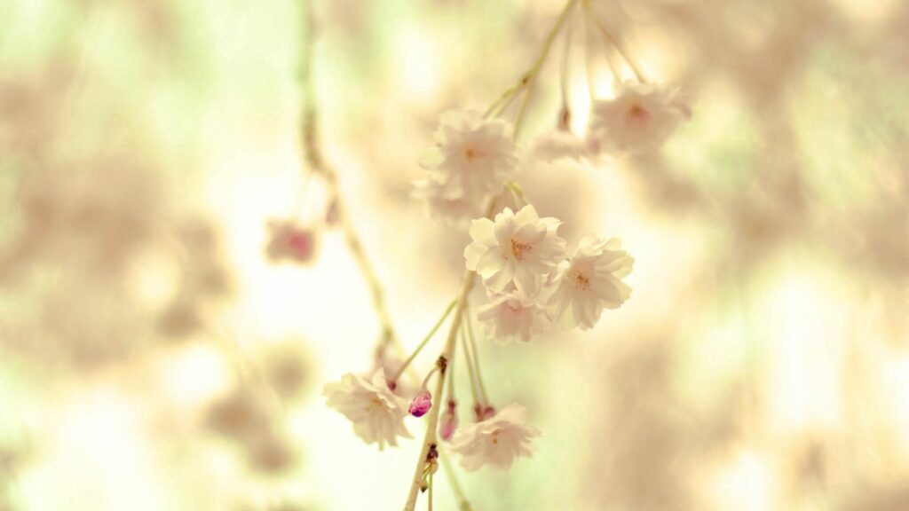 Tranquil Floral Wallpaper: Delicate Blooms on Soft Background