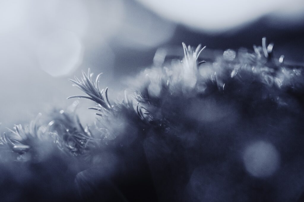 Tranquil Macro Floral Wallpaper: Serene Petals & Soft Lighting