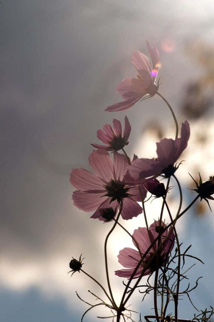 Tranquil Flower Silhouettes Against Cloudy Sky Wallpaper Background