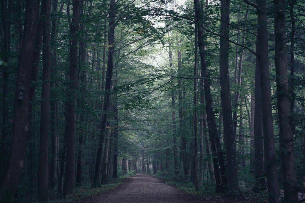 Serene forest wallpaper with winding path misty tall trees calming green tones background