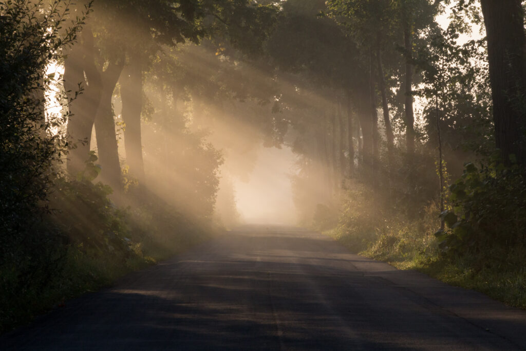 Foggy road winding through tall trees with sunlight rays creating a peaceful nature scene Wallpaper