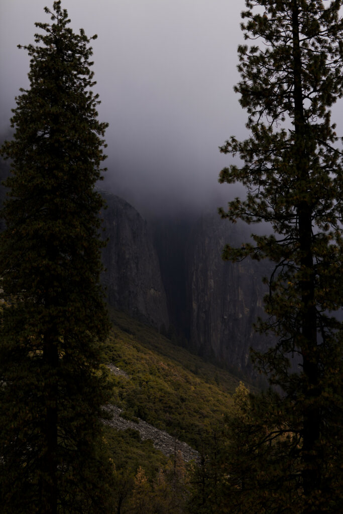 Foggy forest slope with towering trees rugged rocks and serene natural landscape wallpaper background