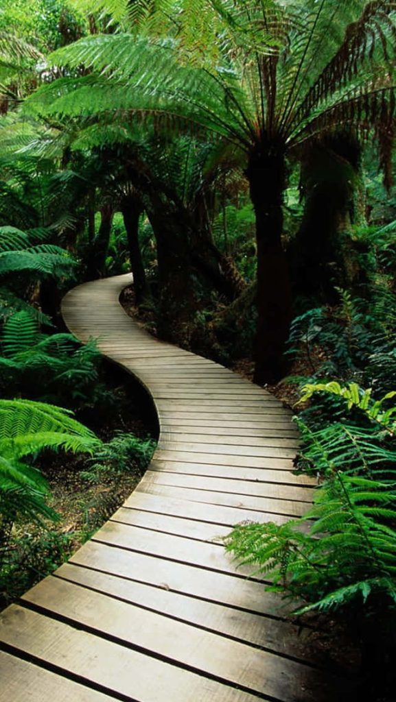 Winding wooden boardwalk through vibrant dense forest with towering tree ferns and green foliage Wallpaper