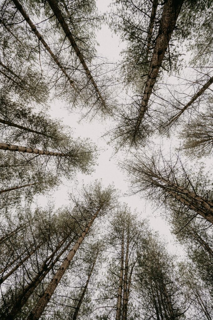 Bottom view of tall pine trees forming a serene canopy against an overcast sky wallpaper background