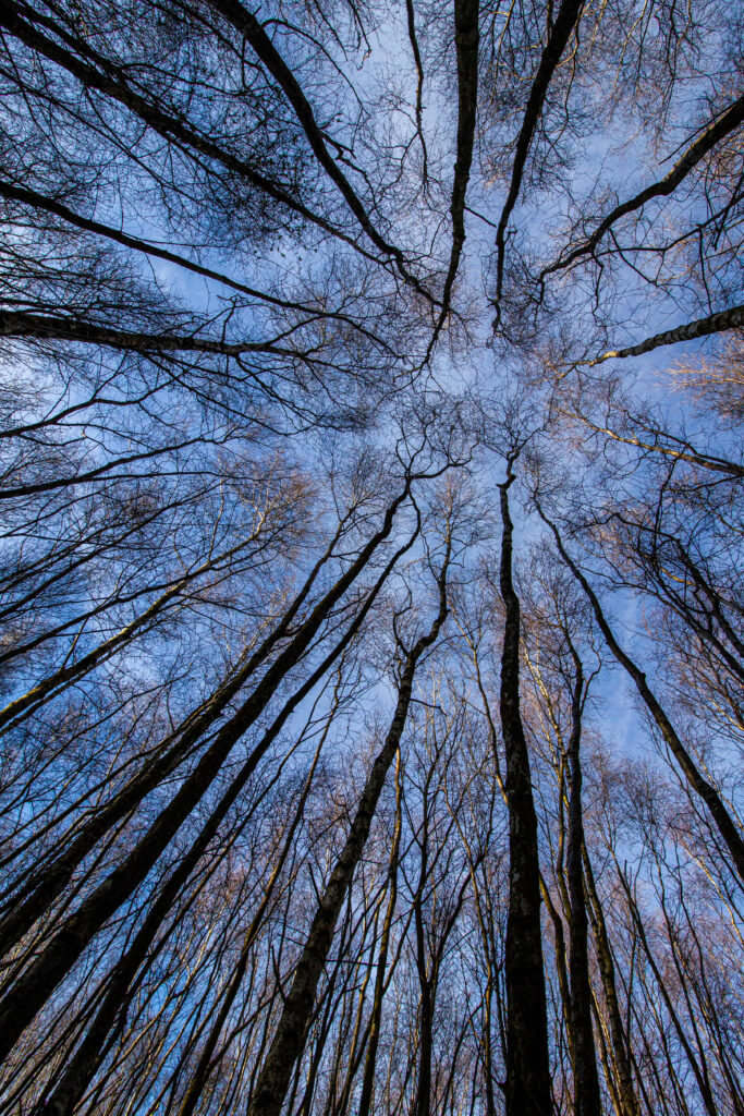 Bottom view of tall leafless trees with intricate branches against a blue sky forest wallpaper background