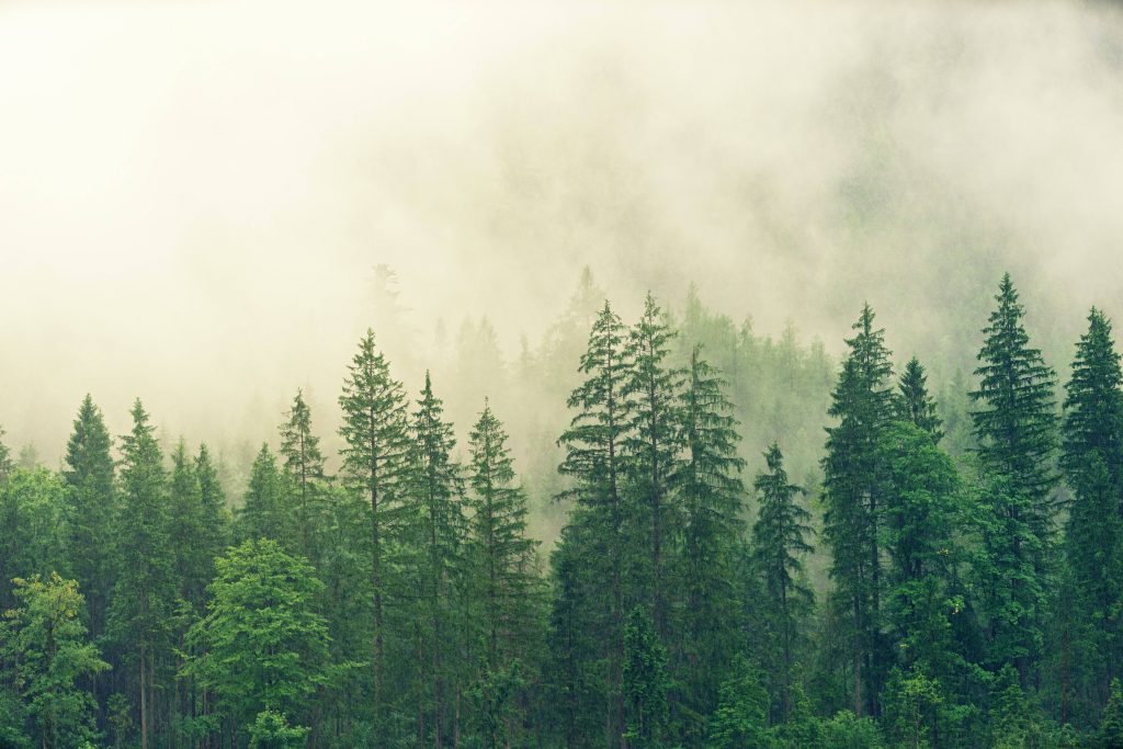 Tranquil foggy forest with tall evergreen trees creating serene nature wallpaper background