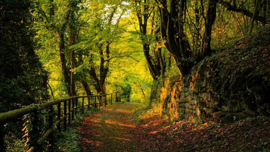 Nature's Tranquil Retreat: A Breathtaking Path through Lush Green Forest Wallpaper