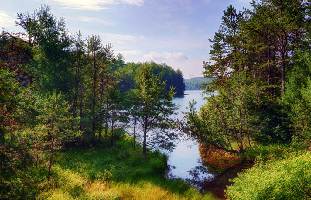 Tranquil forest with lush green trees reflecting on calm lake under serene blue sky wallpaper background