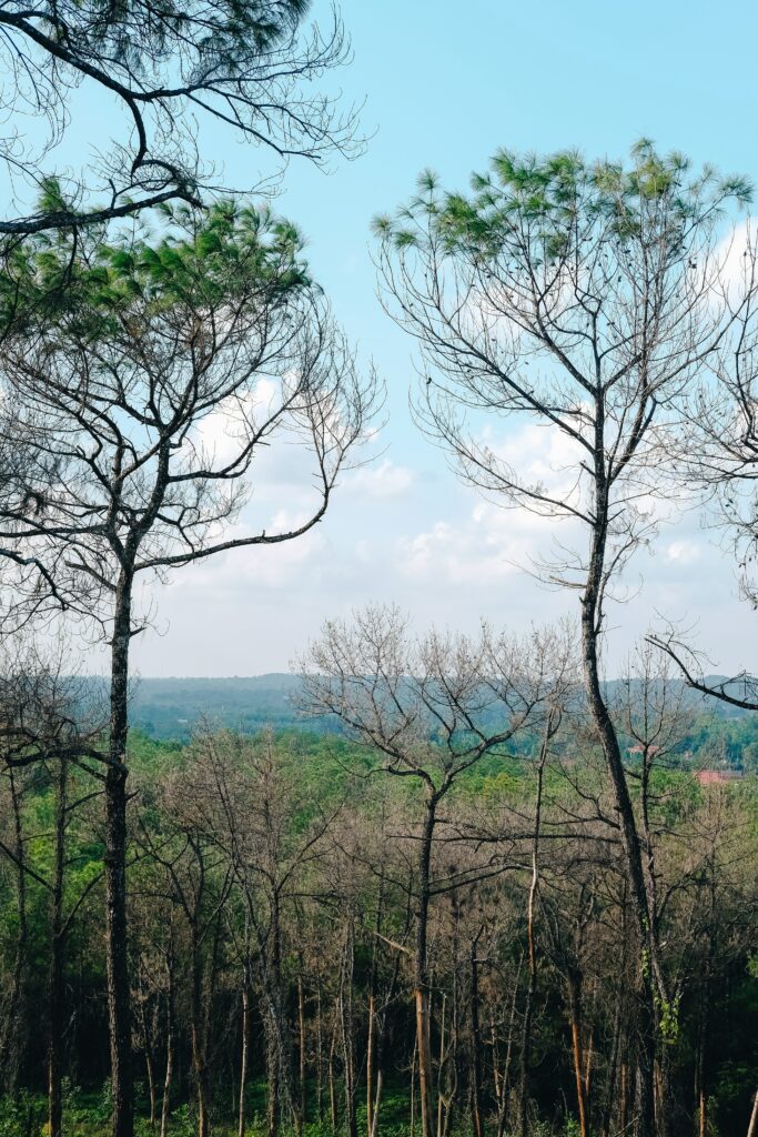 Tall slender trees with bare branches in lush green forest under clear blue sky wallpaper background