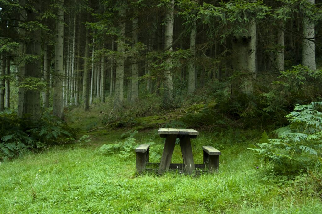 Tranquil forest wallpaper with lush green meadow rustic wooden benches and vibrant foliage background