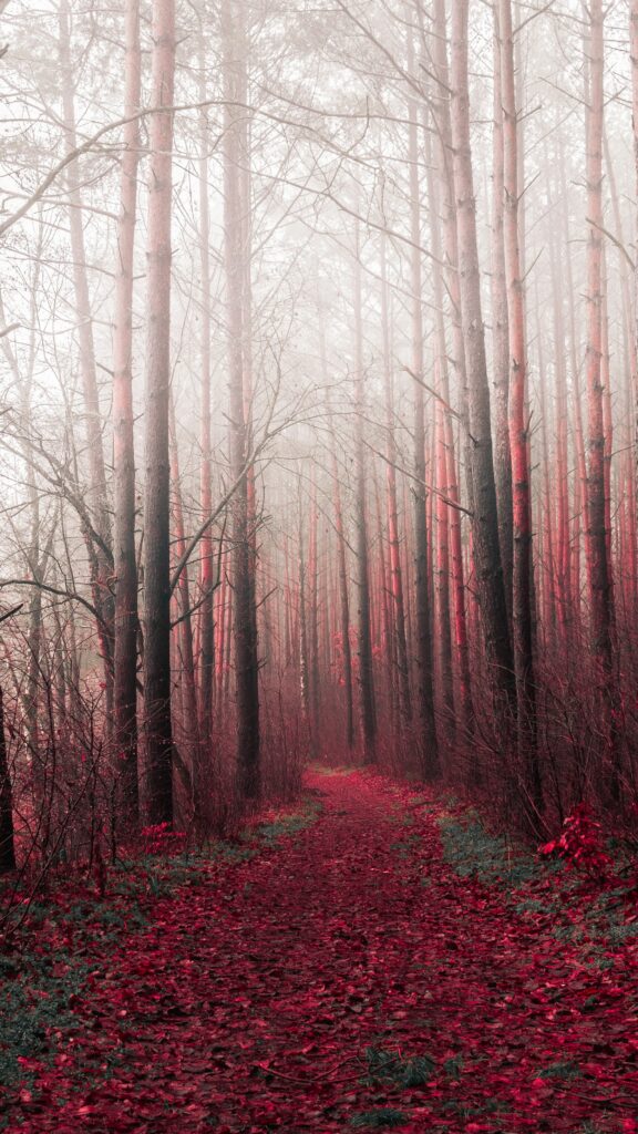 Serene forest wallpaper with tall misty trees and winding red leaf path creating tranquil mood