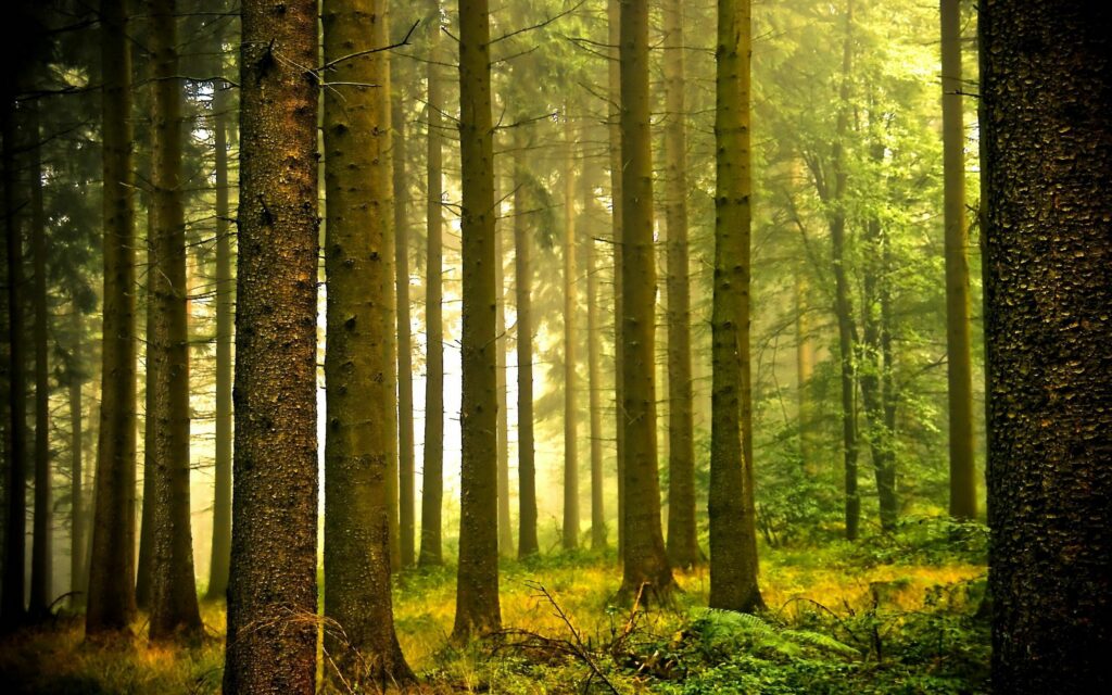 Tranquil forest wallpaper with tall trees and soft morning haze in peaceful woodland scene