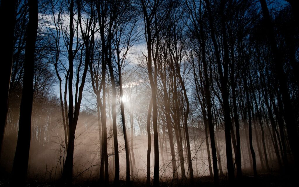 Soft morning sunlight through tall leafless trees in misty forest creating tranquil atmosphere Wallpaper
