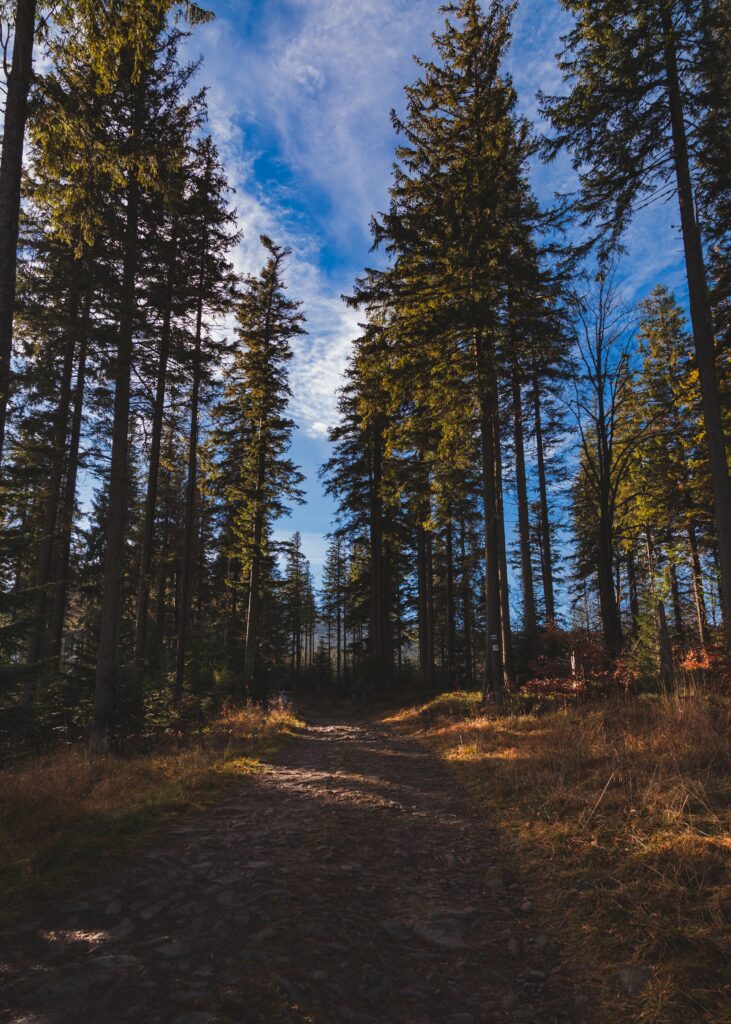 Tranquil forest wallpaper with winding path tall pine trees sunlight earthy tones vibrant greens